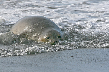 Image showing Southern elephant seal (Mirounga leonina)