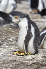 Image showing Gentoo penguin (Pygoscelis papua)