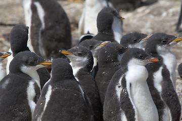 Image showing Gentoo penguins (Pygoscelis papua)