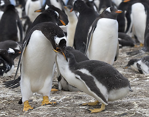 Image showing Gentoo penguins (Pygoscelis papua)