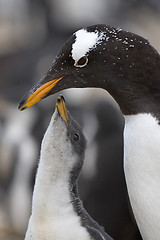 Image showing Gentoo penguins (Pygoscelis papua)