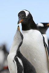 Image showing Gentoo penguins (Pygoscelis papua)