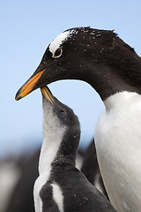 Image showing Gentoo penguins (Pygoscelis papua)