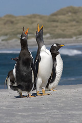 Image showing Gentoo penguins (Pygoscelis papua)