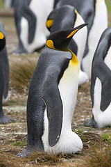 Image showing King penguin (Aptenodytes patagonicus)