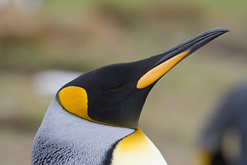 Image showing King penguin (Aptenodytes patagonicus)