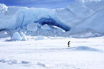 Image showing Emperor penguin (Aptenodytes forsteri)