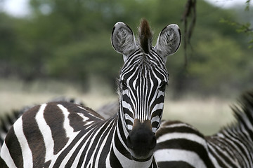 Image showing Burchell's zebra (Equus burchelli)