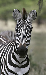 Image showing Burchell's zebra (Equus burchelli)
