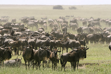 Image showing The great migration