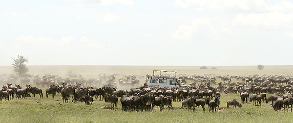 Image showing The great migration