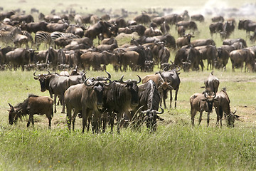 Image showing The great migration