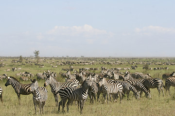 Image showing Burchell's zebra (Equus burchelli)