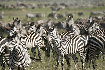 Image showing Burchell's zebra (Equus burchelli)