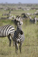 Image showing Burchell's zebra (Equus burchelli)