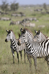 Image showing Burchell's zebra (Equus burchelli)