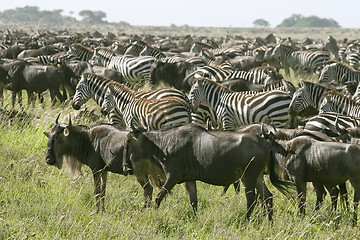 Image showing Burchell's zebra (Equus burchelli)