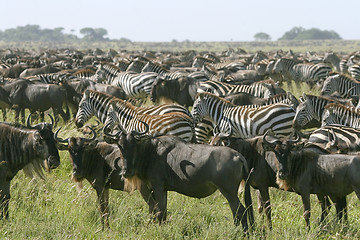 Image showing Burchell's zebra