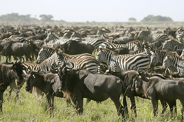 Image showing The great migration