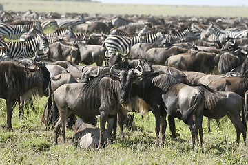 Image showing The great migration