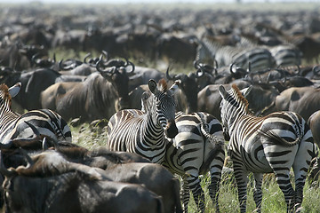 Image showing Burchell's zebra (Equus burchelli)