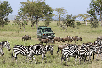 Image showing Viewing the migration