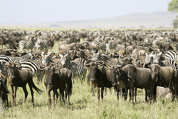 Image showing The great migration