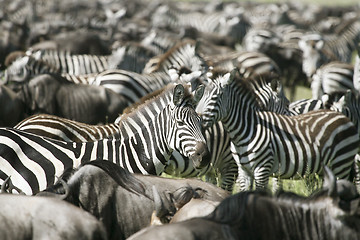 Image showing Burchell's zebra (Equus burchelli)