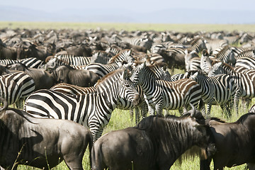 Image showing Burchell's zebra (Equus burchelli)