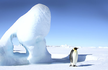 Image showing Emperor penguin (Aptenodytes forsteri)