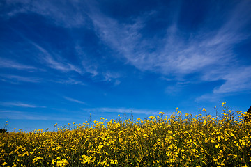 Image showing Canola field