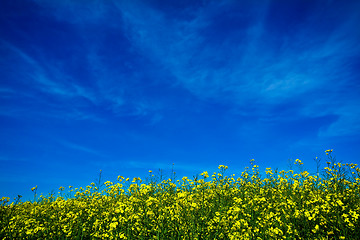 Image showing Canola field