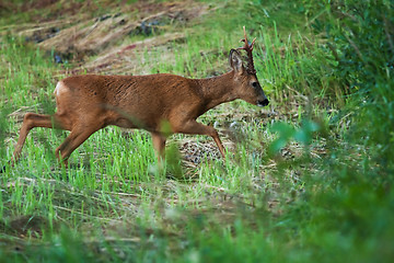 Image showing Roebuck