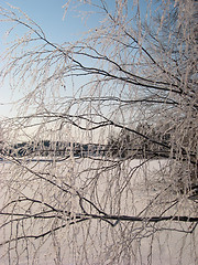 Image showing  Lake on ice with a frozen tree  