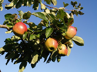 Image showing apples on branch