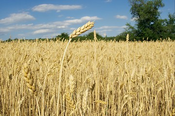 Image showing Wheat