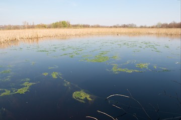 Image showing Swamp