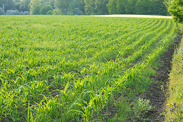 Image showing Agriculture