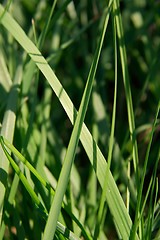 Image showing Grass