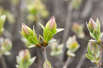 Image showing Buds