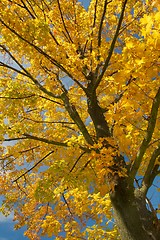 Image showing Autumn Tree