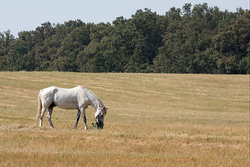 Image showing Horse