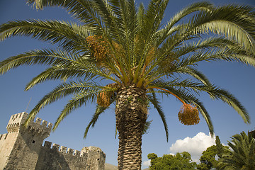 Image showing Date palm and old castle