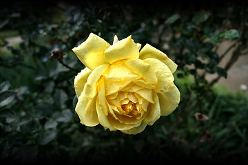 Image showing the yelow flower