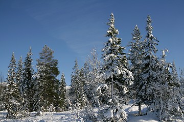 Image showing Winter forest