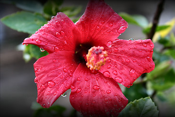 Image showing the red flower