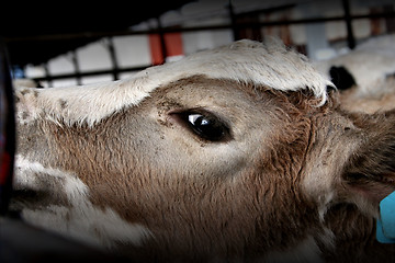 Image showing a baby cow's eye