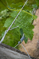 Image showing Early Grapes on the Vine