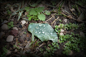 Image showing leaf on ground with rain drops