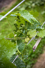 Image showing Early Grapes on the Vine